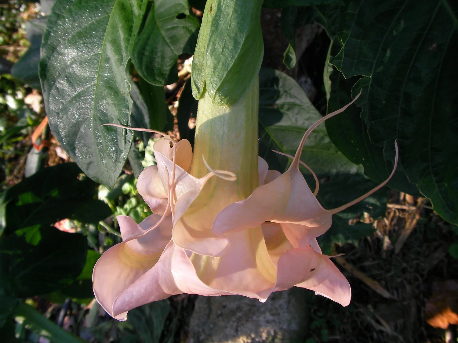Double L'Amour Brugmansia PLANT — Angel Trumpet Nursery LLC